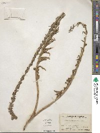 Lobelia fenestralis image