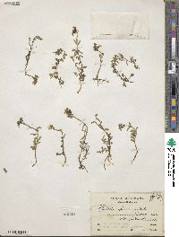 Lobelia fasciculata image