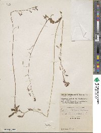 Image of Lobelia dielsiana