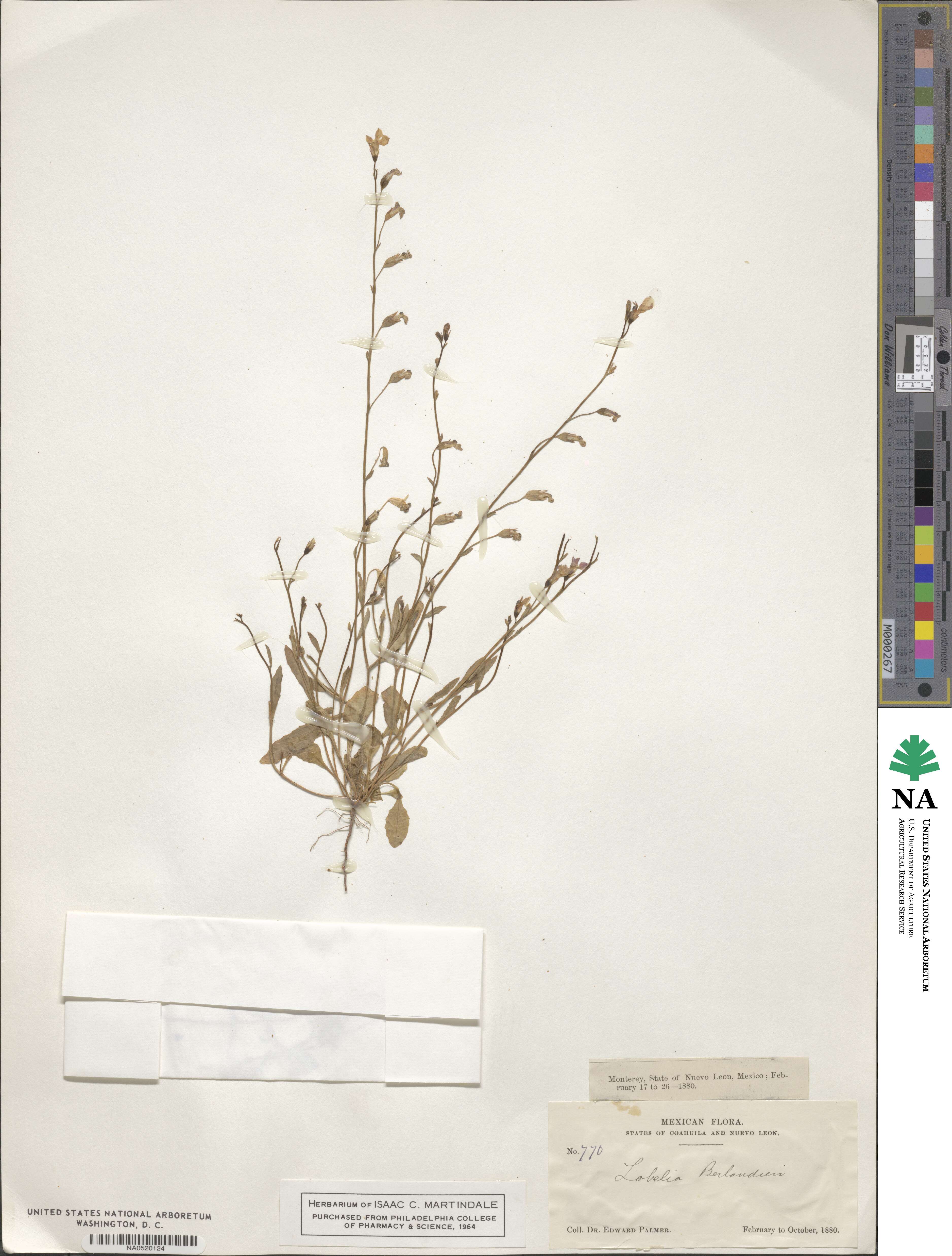 Lobelia berlandieri image
