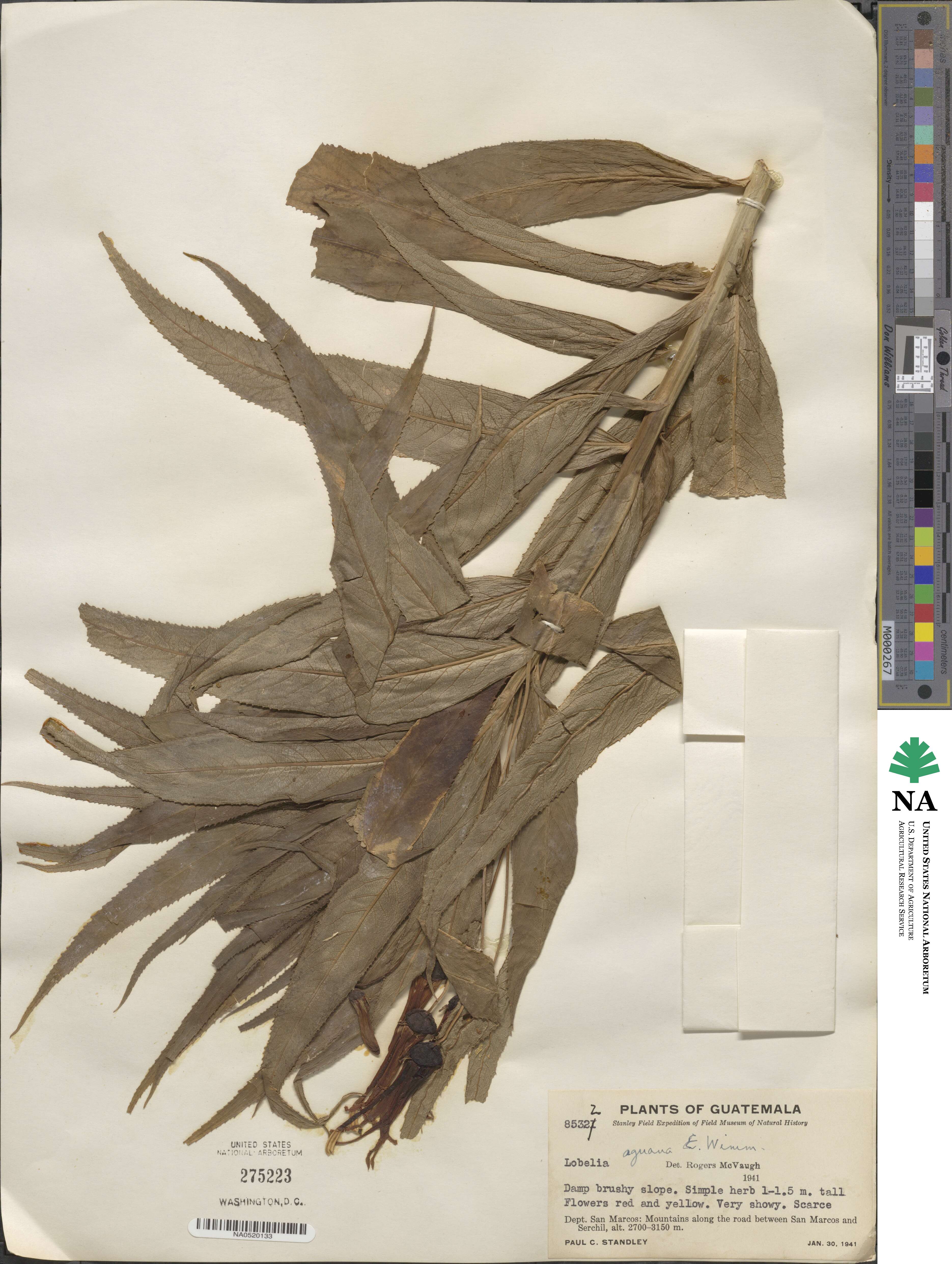 Lobelia aguana image