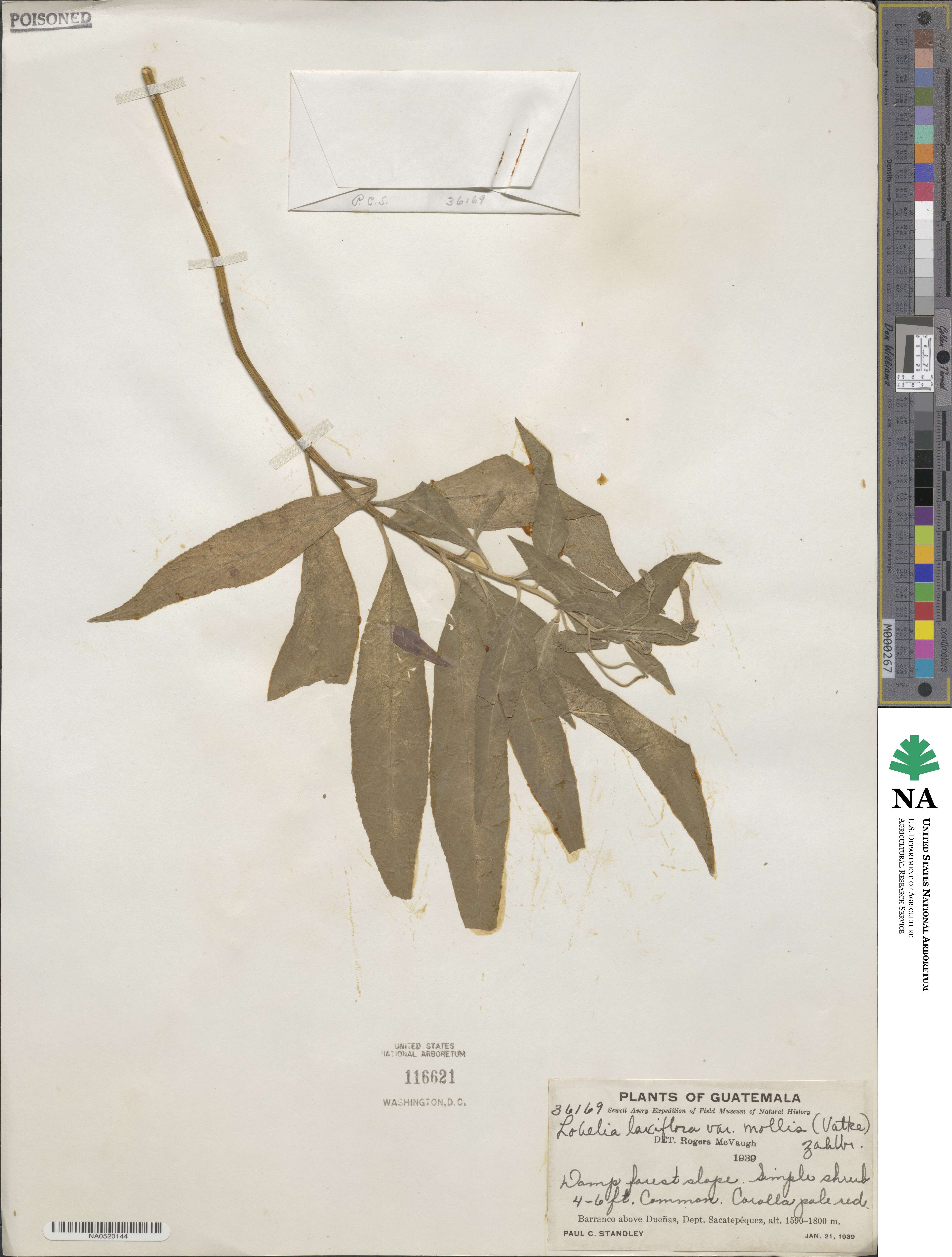 Lobelia laxiflora subsp. laxiflora image
