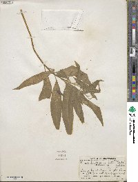 Lobelia laxiflora subsp. laxiflora image