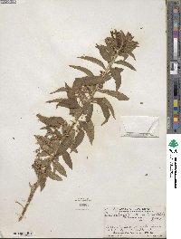 Lobelia laxiflora subsp. laxiflora image