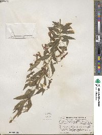 Lobelia laxiflora subsp. laxiflora image