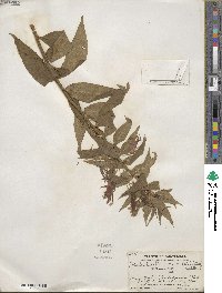 Lobelia laxiflora image