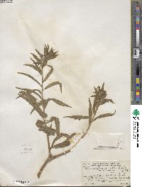 Lobelia laxiflora image