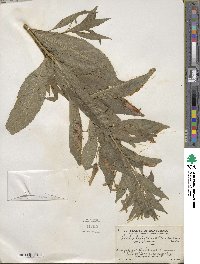 Lobelia laxiflora image