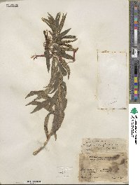 Lobelia laxiflora image