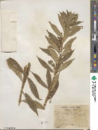 Lobelia laxiflora image