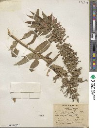 Lobelia laxiflora image