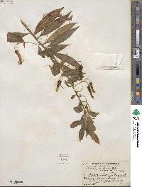 Lobelia laxiflora image