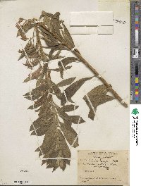 Lobelia laxiflora image