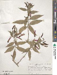 Lobelia laxiflora subsp. angustifolia image