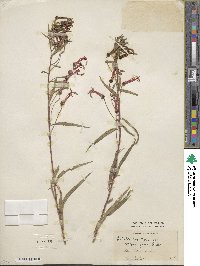 Lobelia laxiflora image