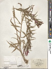 Lobelia laxiflora image