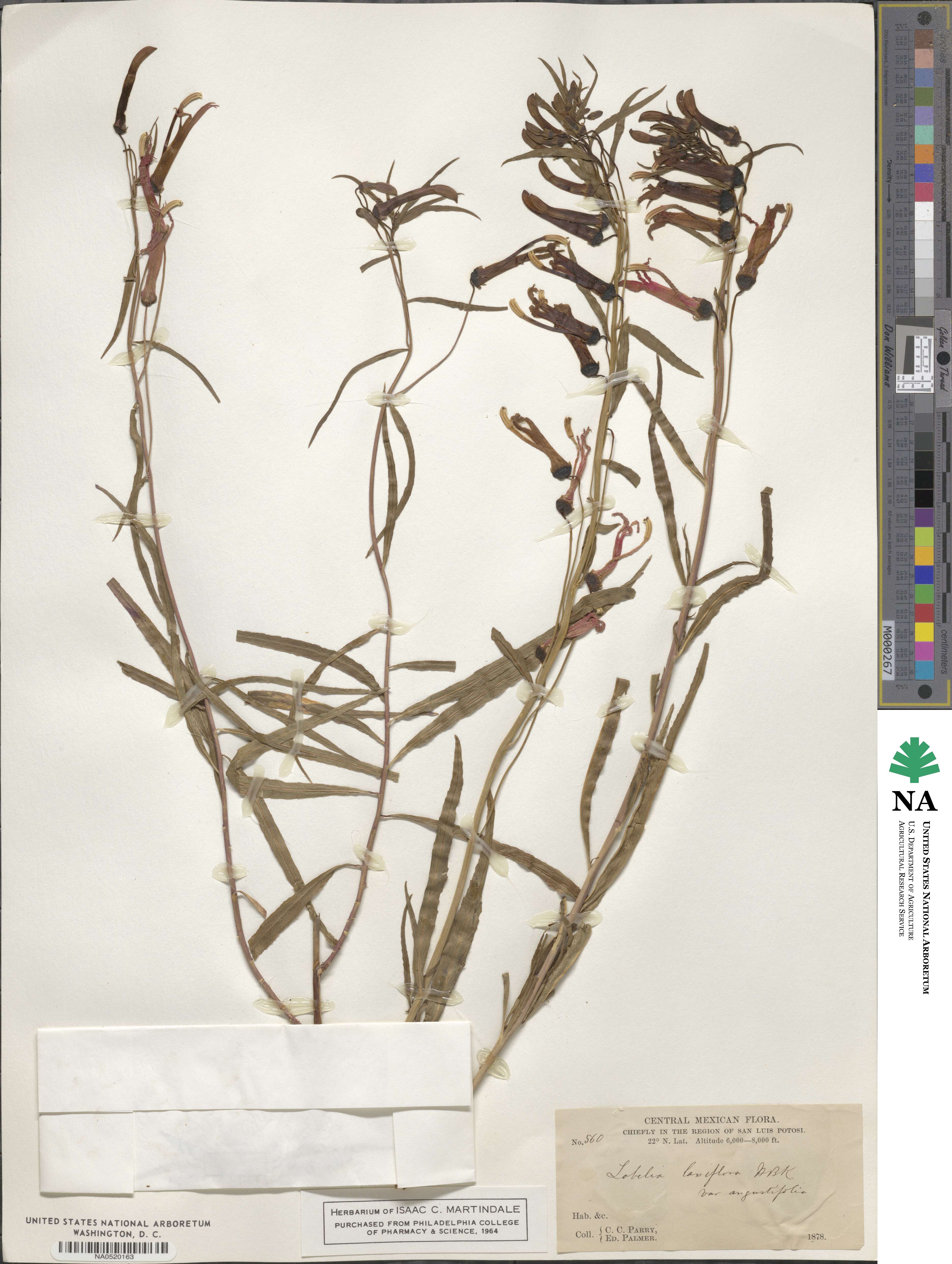 Lobelia laxiflora subsp. angustifolia image