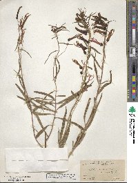 Lobelia laxiflora image