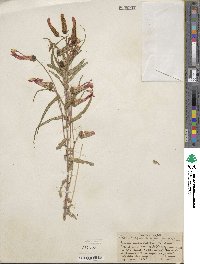 Lobelia laxiflora subsp. angustifolia image