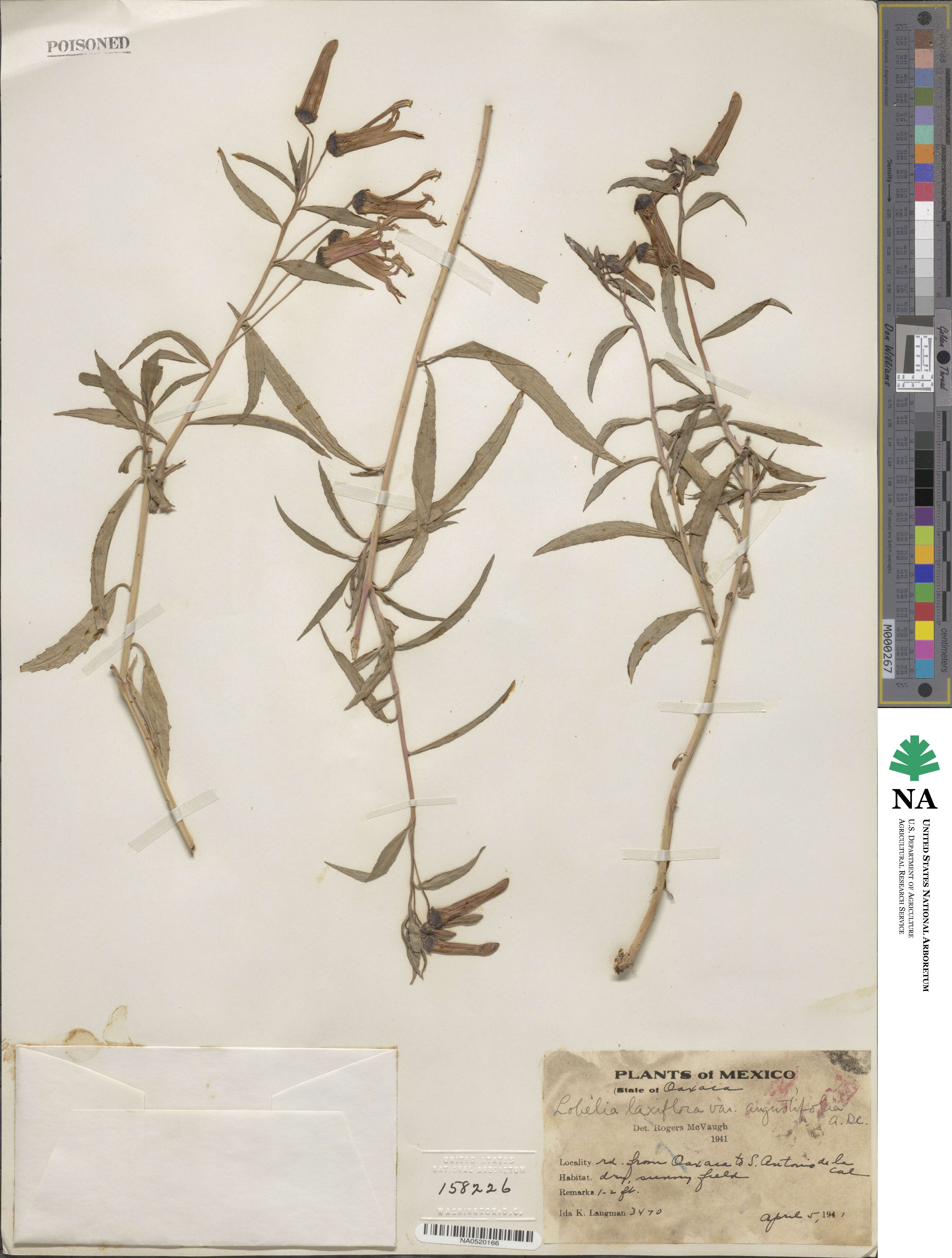 Lobelia laxiflora subsp. angustifolia image