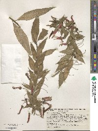 Lobelia laxiflora image