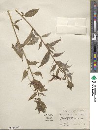 Lobelia laxiflora image