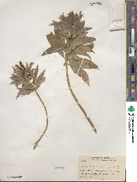 Lobelia laxiflora image