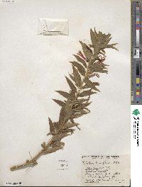 Lobelia laxiflora image