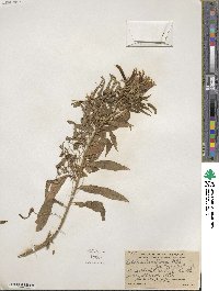 Lobelia laxiflora image