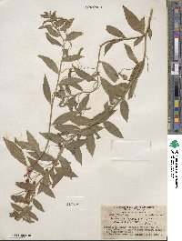 Lobelia laxiflora image