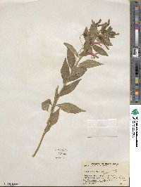 Lobelia laxiflora image