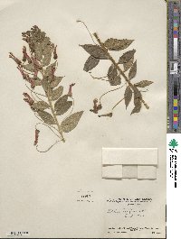 Lobelia laxiflora image