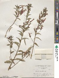 Lobelia laxiflora image