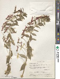 Lobelia laxiflora image