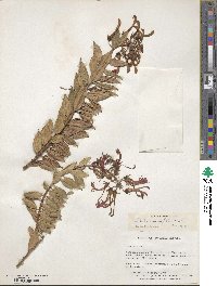 Lobelia rotundifolia image