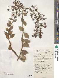 Lobelia rotundifolia image