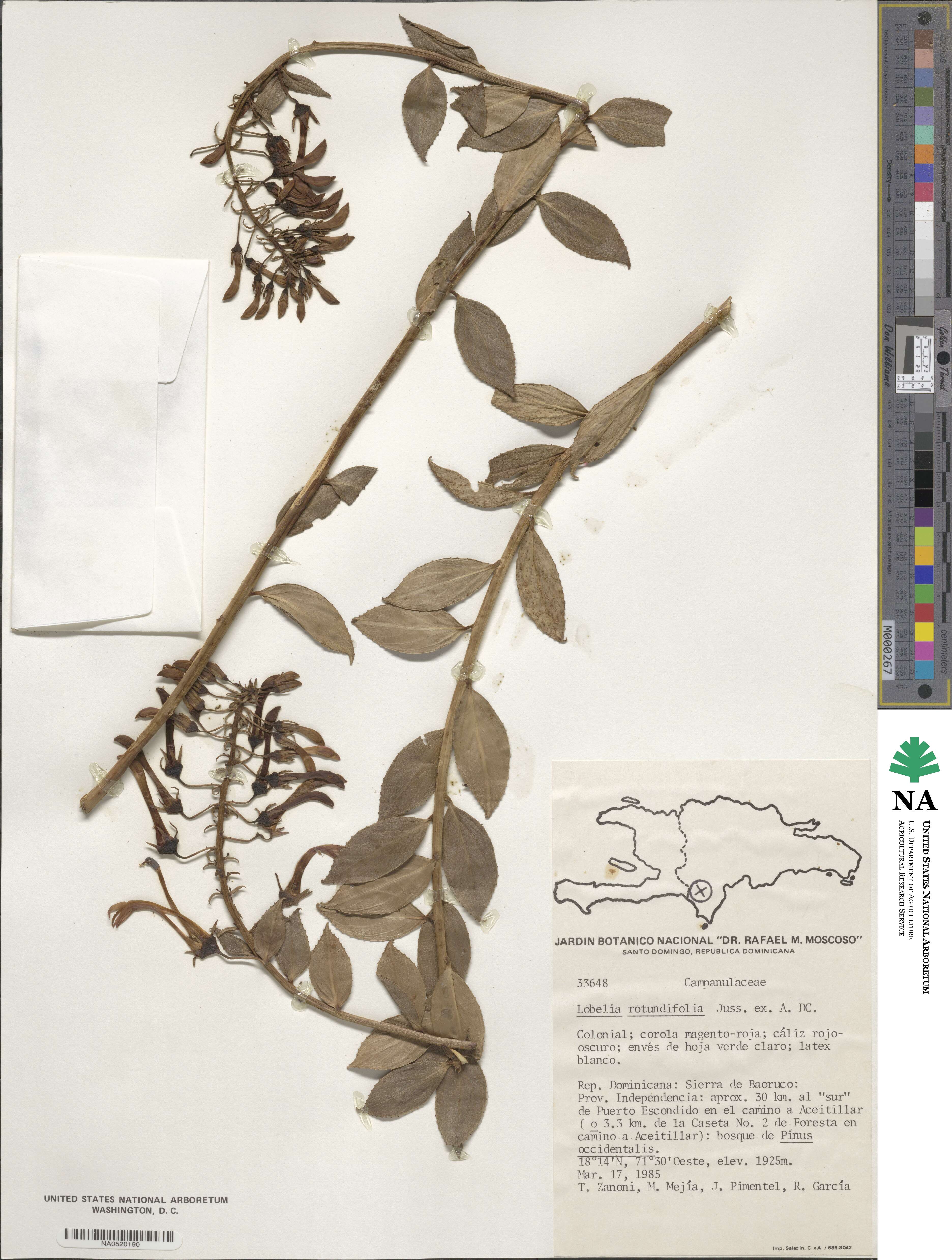 Lobelia rotundifolia image