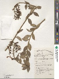 Lobelia rotundifolia image