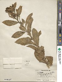 Lobelia oxyphylla image