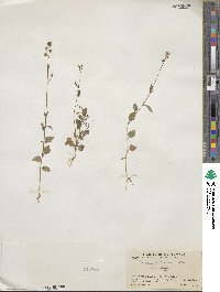 Lobelia xalapensis image