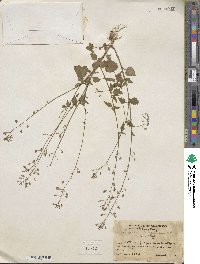 Lobelia xalapensis image