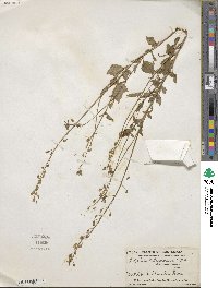 Lobelia xalapensis image