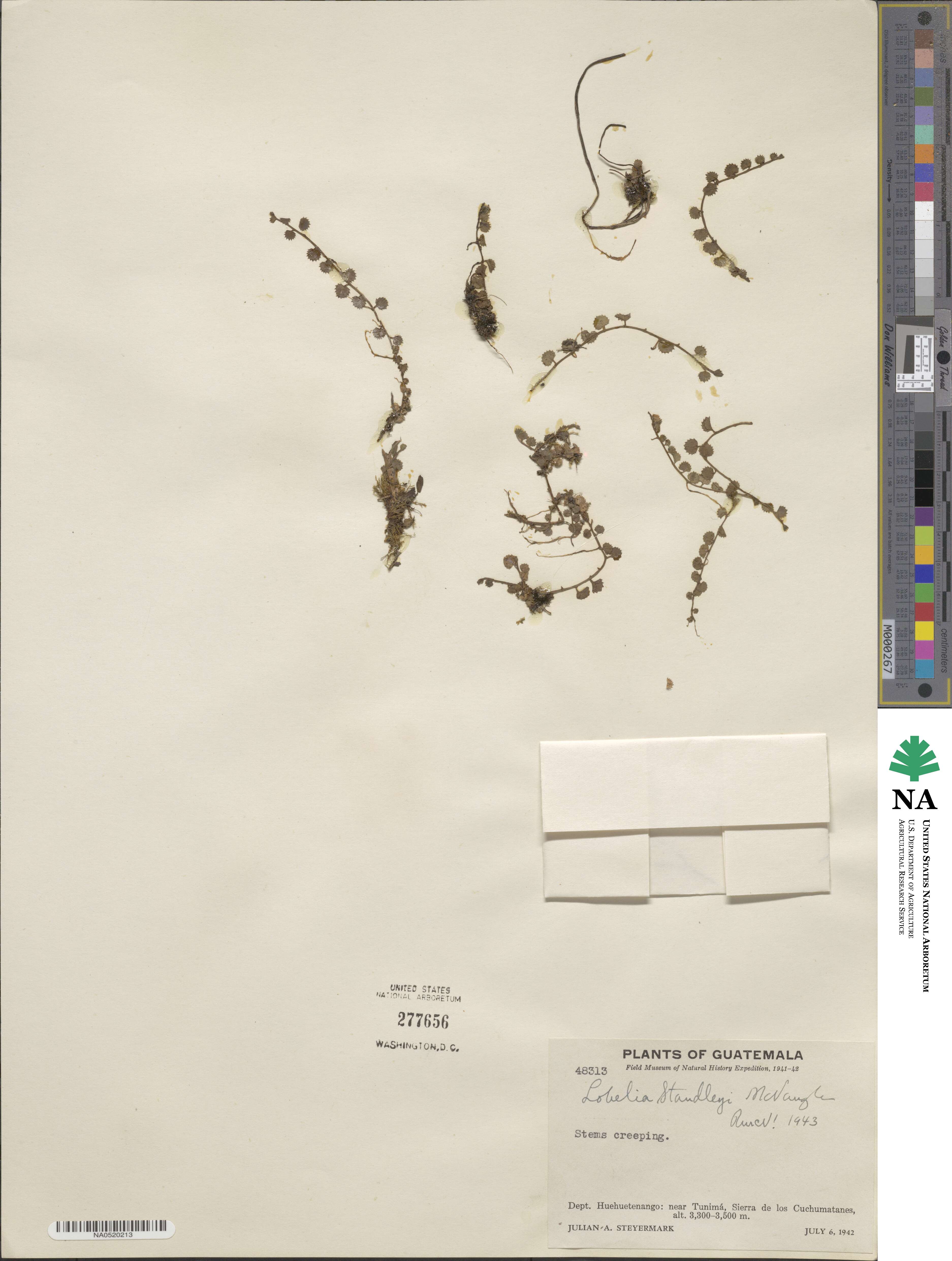 Lobelia standleyi image