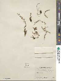 Lobelia standleyi image