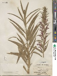 Lobelia cardinalis image