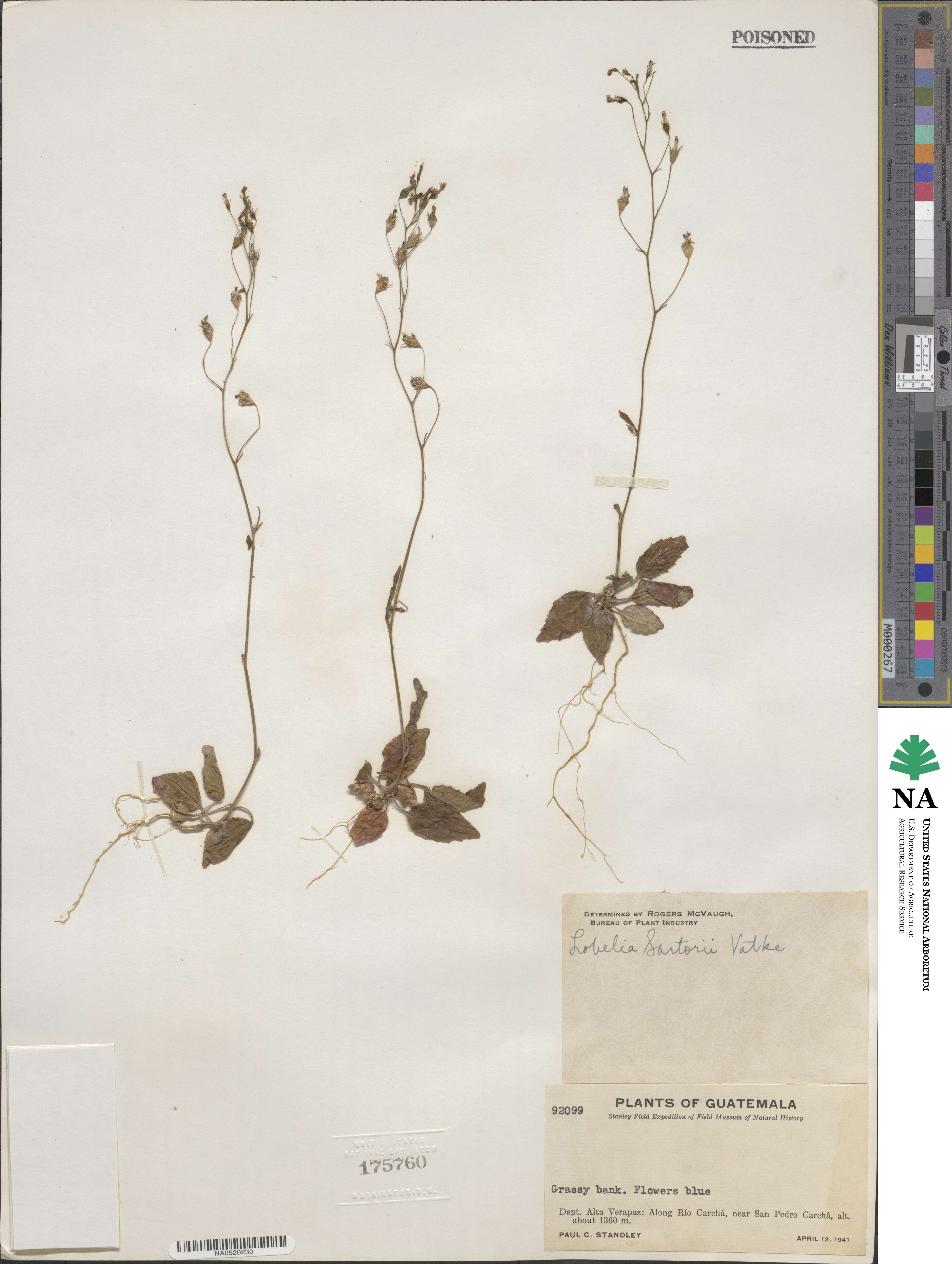 Lobelia sartorii image