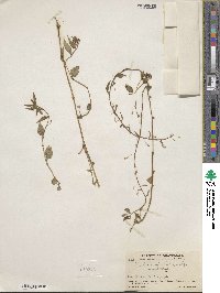 Lobelia longicaulis image