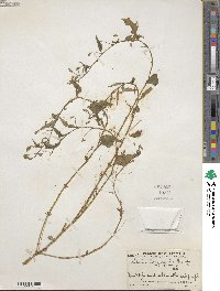 Lobelia longicaulis image