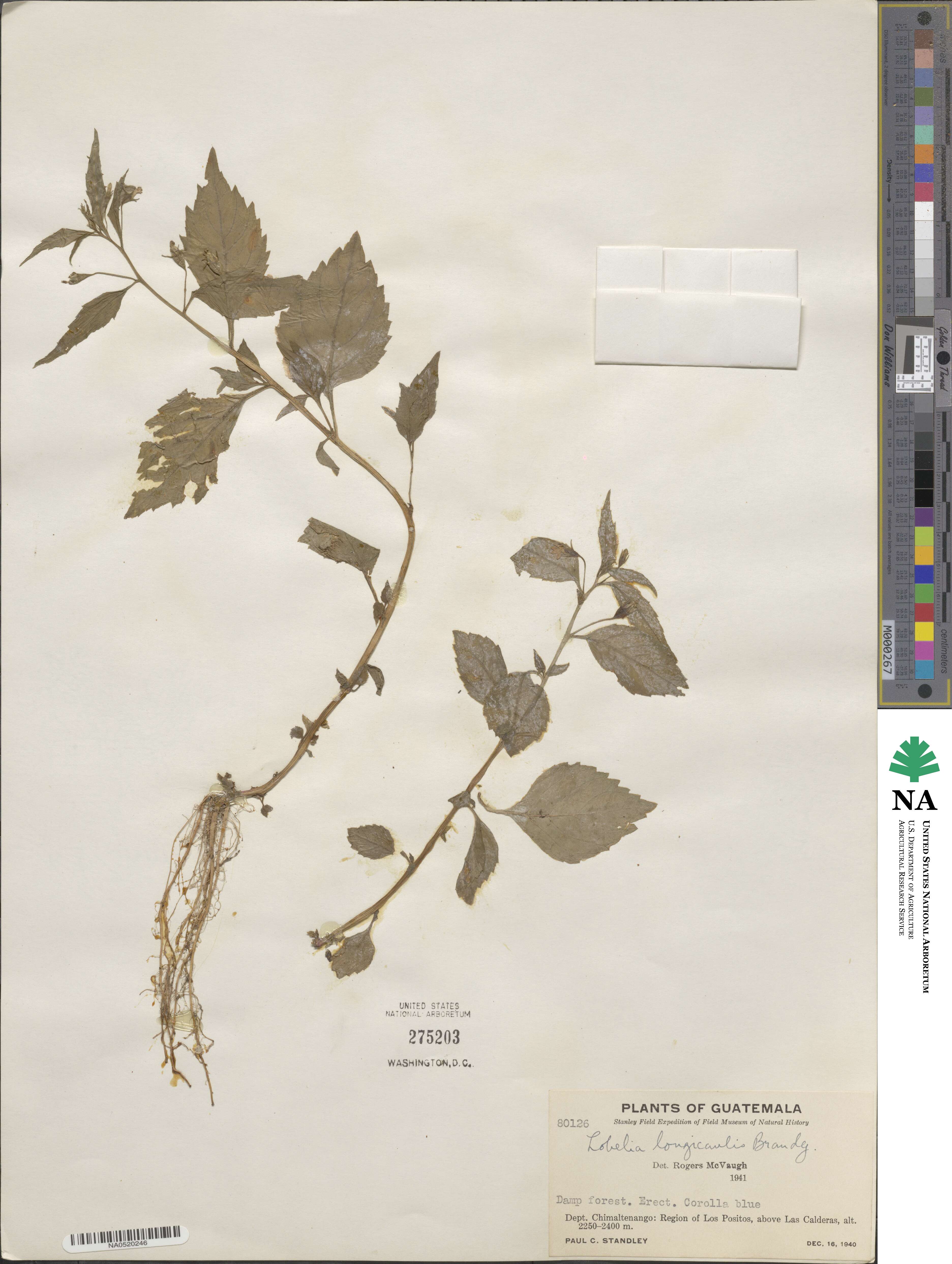 Lobelia longicaulis image