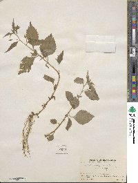 Lobelia longicaulis image